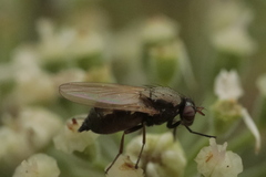 Calliopum