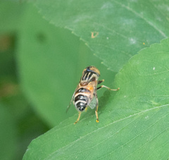 Eristalinus