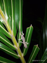 Hemidactylus frenatus