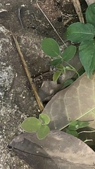 Thorybes dorantes dorantes