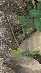 Thorybes dorantes dorantes