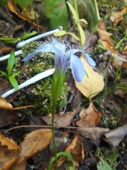 Gentianopsis ciliata