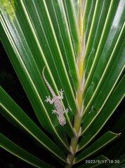 Hemidactylus frenatus