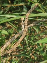 Calotes versicolor