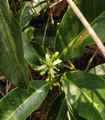 Acronychia pedunculata