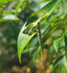 Hyposidra talaca