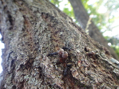 Camponotus japonicus