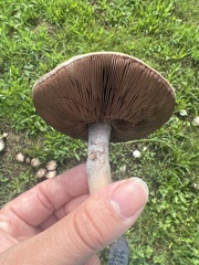 Agaricus sylvaticus