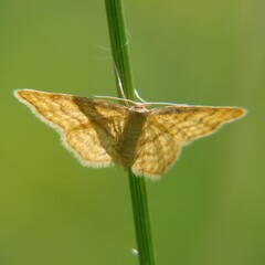 Idaea serpentata