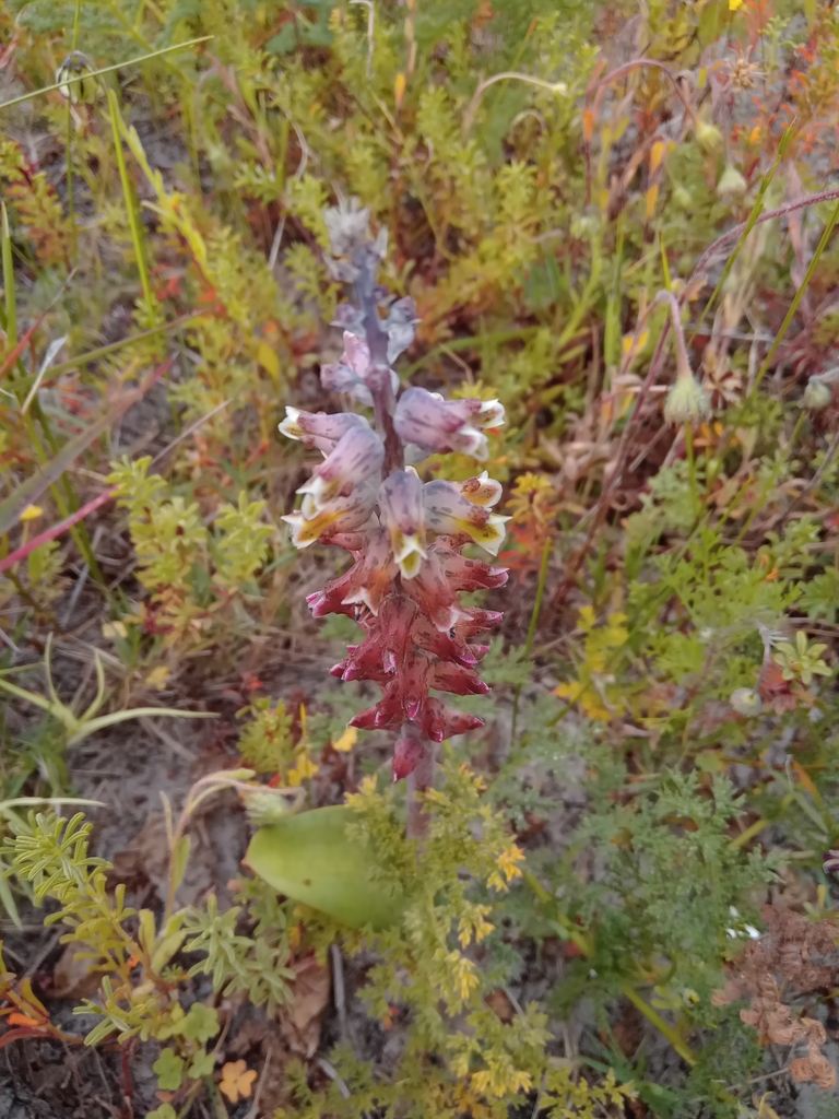 Lachenalia variegata, Boston, Cape Town, 7530, South Africa