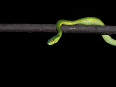 Trimeresurus albolabris