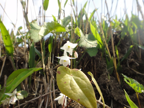 Epimedium diphyllum iNat (1)