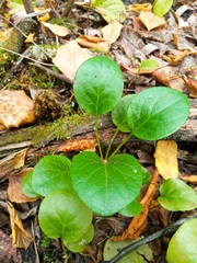 Pyrola