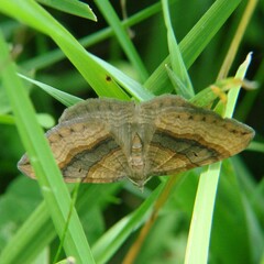 Scotopteryx chenopodiata