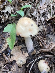 Amanita crocea