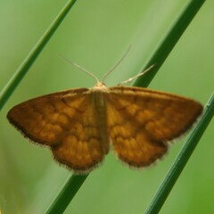 Idaea serpentata