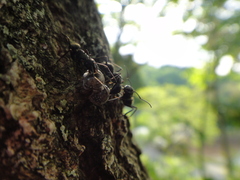 Camponotus japonicus