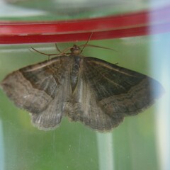 Scotopteryx chenopodiata