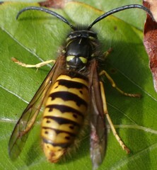 Dolichovespula saxonica
