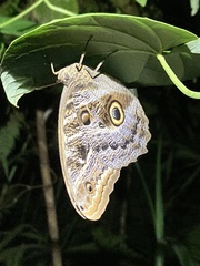 Caligo