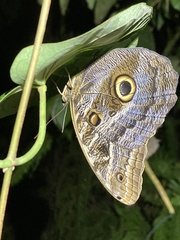 Caligo