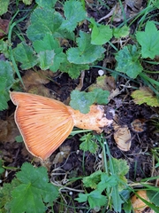 Lactarius deterrimus