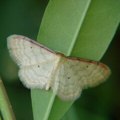 Idaea humiliata