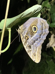 Caligo