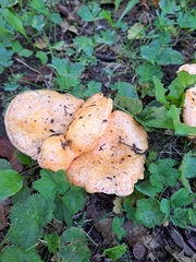 Lactarius deterrimus