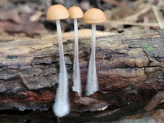 Rhizomarasmius