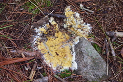 Trichoderma citrinum