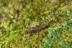 Archaeognatha