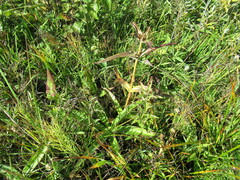 Gentiana macrophylla