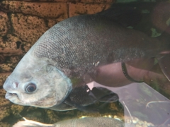 Piaractus brachypomus