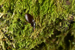 Caraboidea