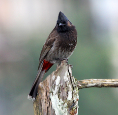 Pycnonotus cafer