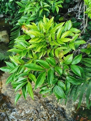 Hyposidra talaca