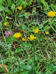 Scorzoneroides autumnalis