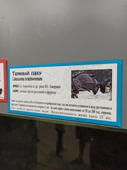 Piaractus brachypomus