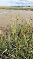Sporobolus anglicus