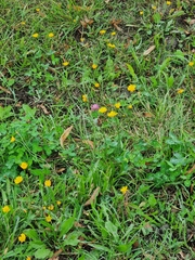 Scorzoneroides autumnalis