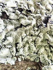 Parmotrema tinctorum