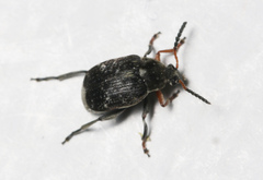 Bruchus atomarius