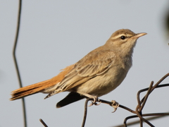 Cercotrichas galactotes