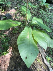 Magnolia macrophylla