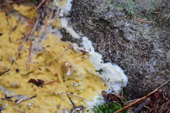 Trichoderma citrinum