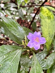 Strobilanthes