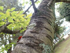 Parmotrema tinctorum