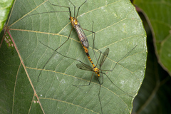 Nephrotoma australasiae