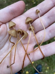Mycena aurantiomarginata